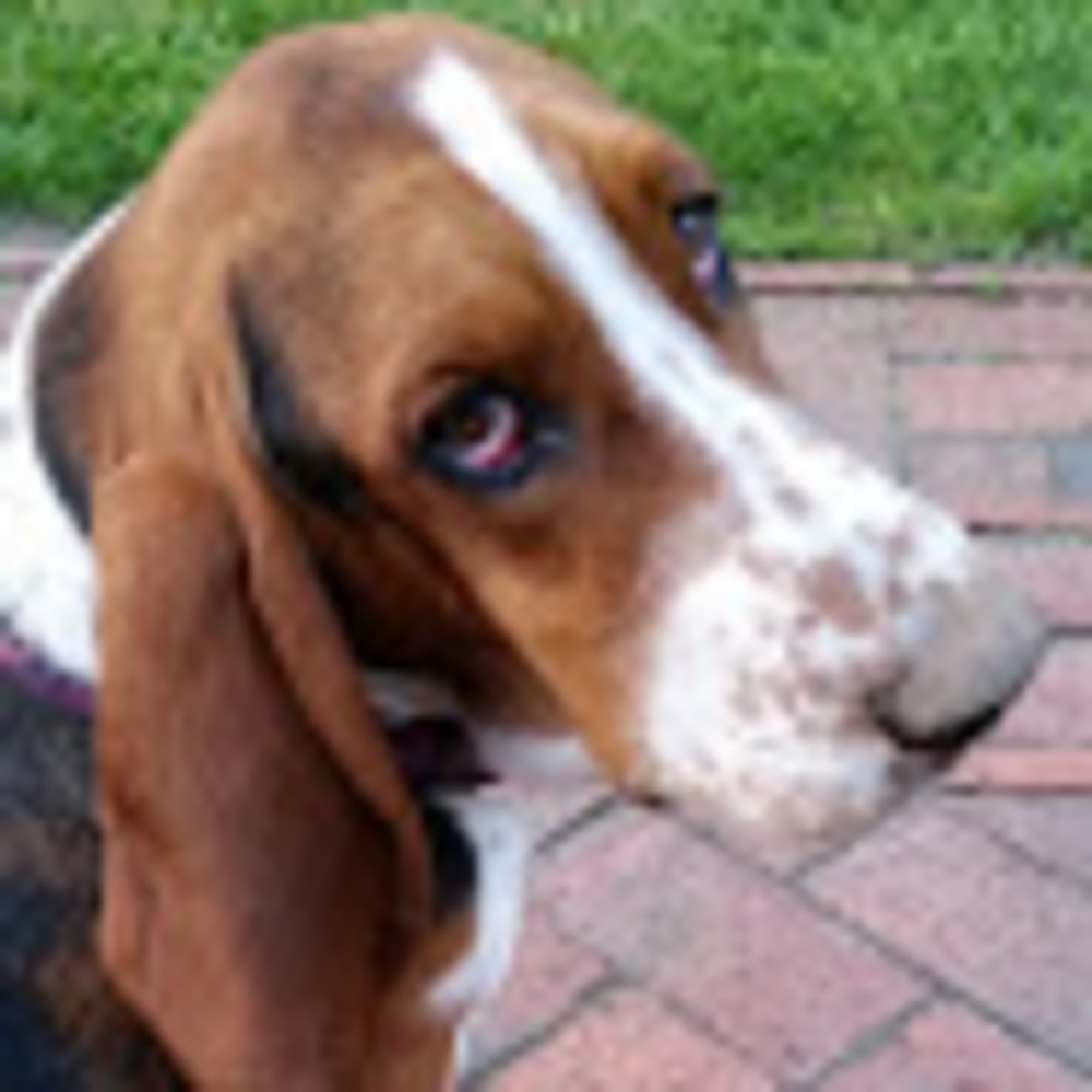 Meet your Posher, Isabel